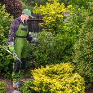 tree shrub fertilization for